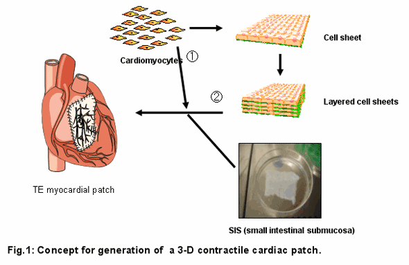 fig1